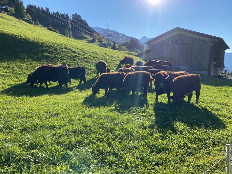 Herde mit Stall im Hintergrund